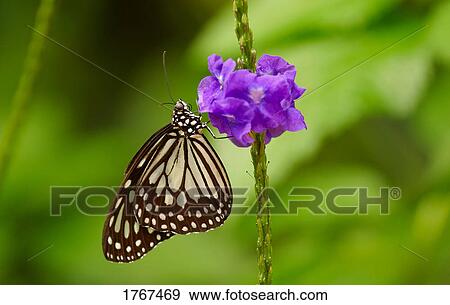 A butterfly on a flower View Large Photo Image Stock Photo - A butterfly on a flower. Fotosearch