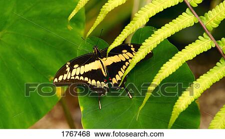 A butterfly View Large Photo Image Stock Photo - A butterfly. Fotosearch