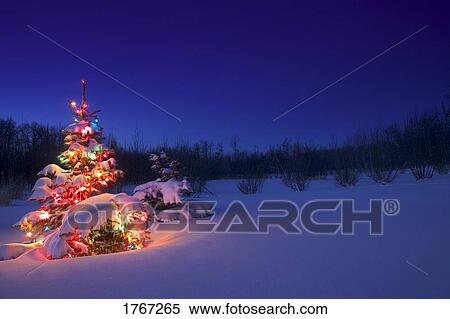 Stock Photography - A Christmas tree glowing at night covered in snow. Fotosearch