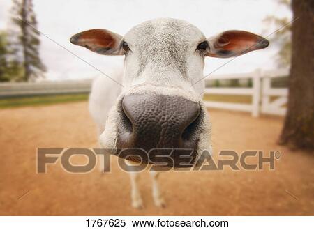 Stock Photography - A cow's nose. Fotosearch
