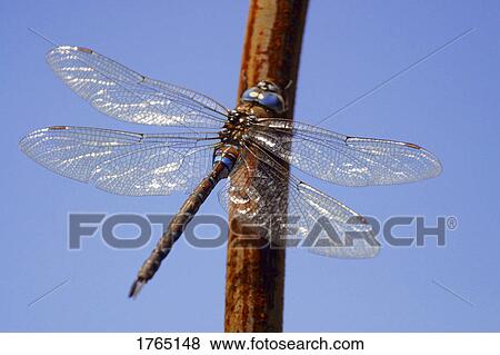 Stock Photo - A dragonfly. Fotosearch