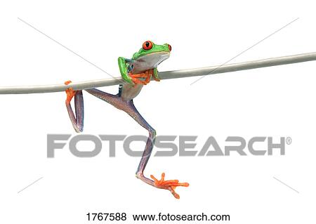A frog hanging on View Large Photo Image Stock Photo - A frog hanging on. Fotosearch
