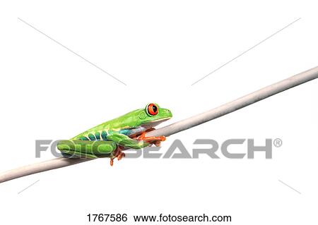A frog hanging on View Large Photo Image Stock Photograph - A frog hanging on. Fotosearch