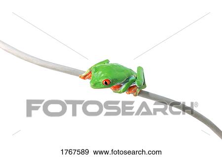 A frog sits View Large Photo Image Stock Photo - A frog sits. Fotosearch