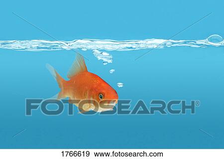 A goldfish View Large Photo Image Stock Photo - A goldfish. Fotosearch