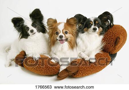 A group of three dogs View Large Photo Image Stock Image - A group of three dogs. Fotosearch