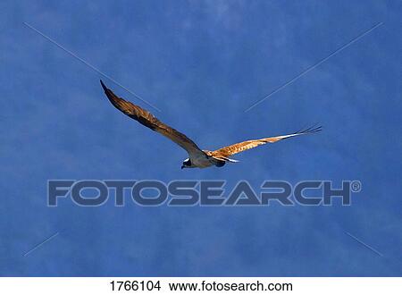 Picture - A hawk flying. Fotosearch
