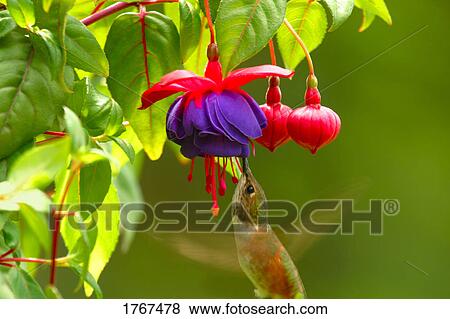 A humming bird smells flowers View Large Photo Image Stock Photo - A humming bird smells flowers. Fotosearch