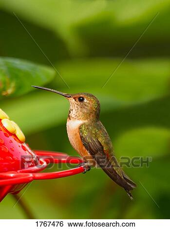 A hummingbird View Large Photo Image Stock Photograph - A hummingbird. Fotosearch