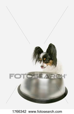 Stock Image - A hungry dog. Fotosearch