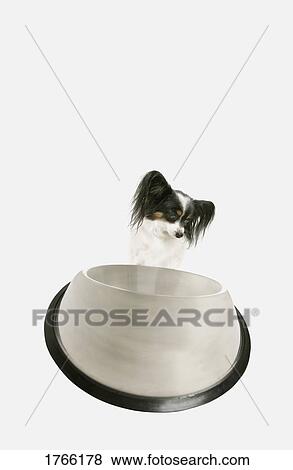 Stock Photo - A hungry dog. Fotosearch