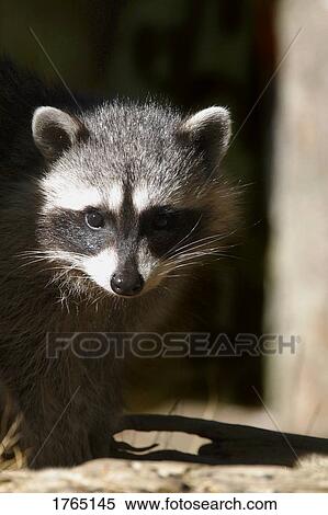 A little raccoon View Large Photo Image Stock Photography - A little raccoon. Fotosearch