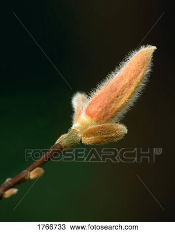 A Magnolia bud View Large Photo Image Stock Image - A Magnolia bud. Fotosearch