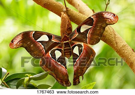 Stock Image - A moth. Fotosearch