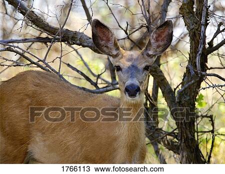 A mule deer doe View Large Photo Image Stock Image - A mule deer doe. Fotosearch