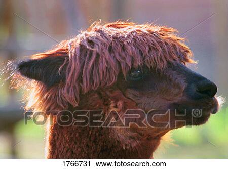 A red Alpaca View Large Photo Image Stock Image - A red Alpaca. Fotosearch