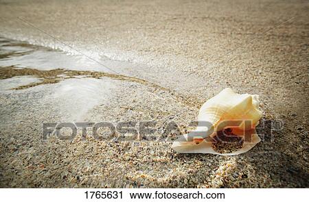 Stock Image - A sea shell on a beach. Fotosearch