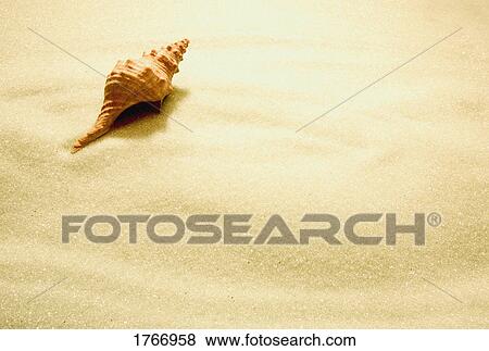 Stock Photo - A sea shell on sand. Fotosearch