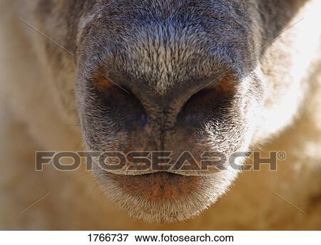 A sheep's nose View Large Photo Image Stock Photo - A sheep's nose. Fotosearch