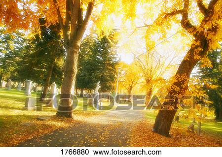 Stock Image - A sidewalk through fall trees. Fotosearch