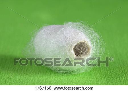 Stock Photograph - A Silk Worm Cocoon. Fotosearch