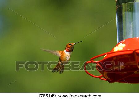 Stock Photo - A small hummingbird. Fotosearch