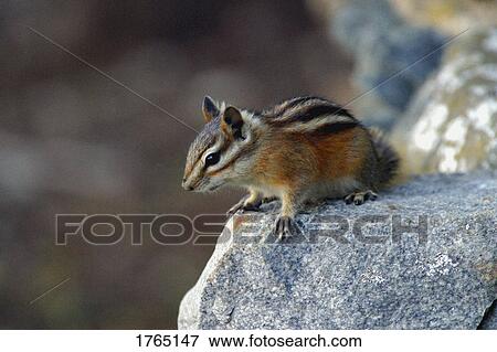 Stock Photo - A small squirrel. Fotosearch