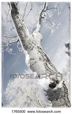 A tree View Large Photo Image Stock Image - A tree. Fotosearch
