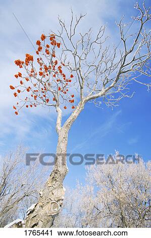 A tree with berries View Large Photo Image Stock Image - A tree with berries. Fotosearch