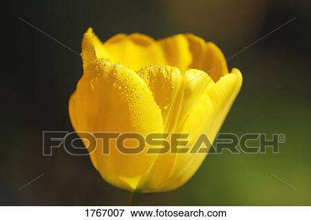 A yellow tulip View Large Photo Image Stock Photo - A yellow tulip. Fotosearch