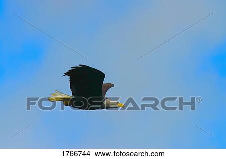 An eagle View Large Photo Image Picture - An eagle. Fotosearch