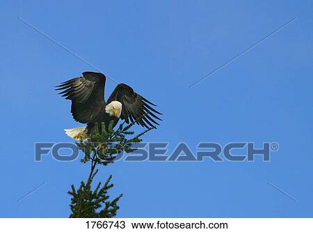 Stock Image - An eagle. Fotosearch