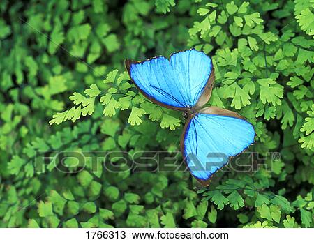 Stock Image - Blue butterfly rests on plant. Fotosearch