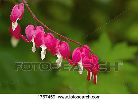 Stock Photo - Bright flowers. Fotosearch
