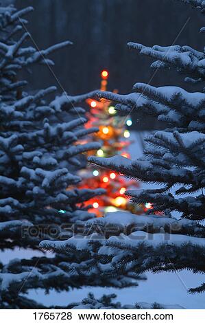 Christmas Tree in Forest in the night View Large Photo Image Stock Photo - Christmas Tree in Forest in the night . Fotosearch