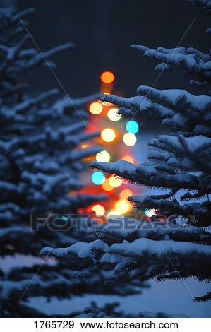 Stock Photo - Christmas Tree in Forest in the night . Fotosearch