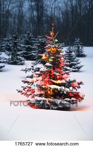 Christmas Tree in Forest in Winter View Large Photo Image Stock Photo - Christmas Tree in Forest in Winter . Fotosearch