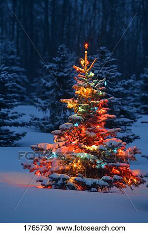 Christmas tree in the night View Large Photo Image Stock Image - Christmas tree in the night . Fotosearch