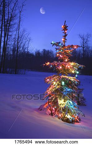 Picture - Christmas tree with lights on under moonlight (outdoors). Fotosearch