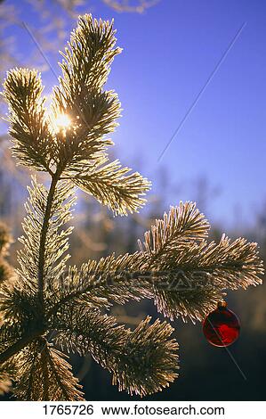 Close-Up of Christmas Ornaments Hanging from Tree outdoors View Large Photo Image Stock Photograph - Close-Up of Christmas Ornaments Hanging from Tree outdoors. Fotosearch