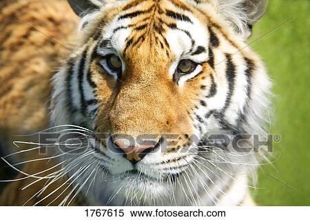 Stock Photography - Closeup of a tiger's face. Fotosearch
