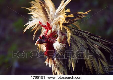 Stock Image - Exotic rooster. Fotosearch