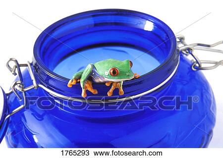 Frog hangs on jar View Large Photo Image Stock Image - Frog hangs on jar. Fotosearch