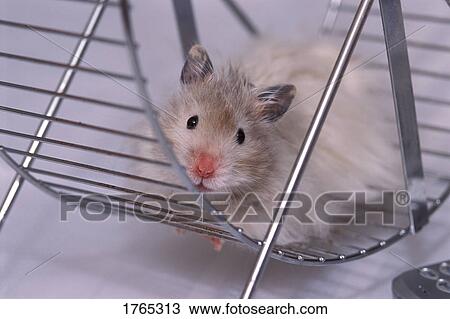 Stock Image - Hamster on wheel. Fotosearch