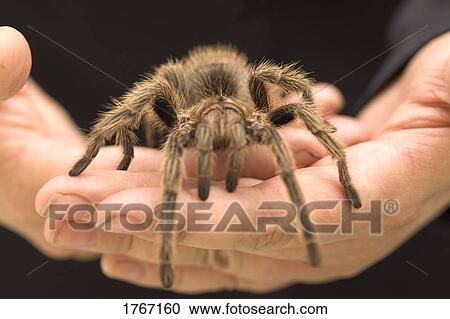 Stock Image - Holding a large Tarantula spider. Fotosearch