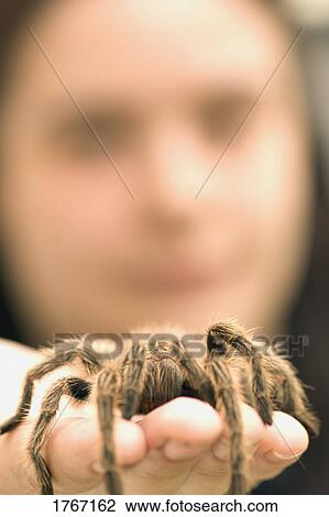 Holding a large Tarantula spider View Large Photo Image Stock Image - Holding a large Tarantula spider. Fotosearch