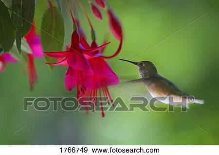 Stock Photo - Humming bird and fuchsia flower. Fotosearch