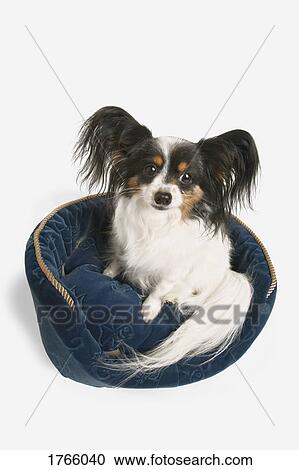 In a dog bed View Large Photo Image Stock Image - In a dog bed. Fotosearch