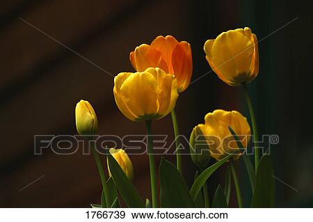 Mixed tulips View Large Photo Image Stock Photo - Mixed tulips. Fotosearch