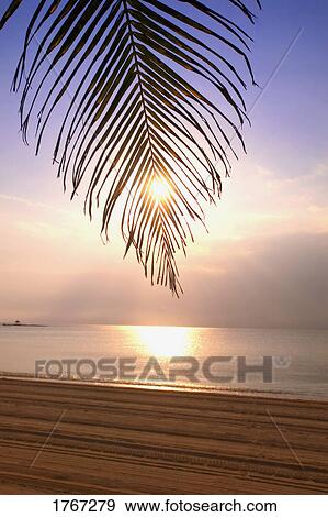 Palm branch and Sky at Sunset View Large Photo Image Stock Photo - Palm branch and Sky at Sunset . Fotosearch